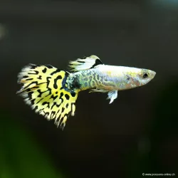 Guppy Mâle Bengal Tiger Yellow - Poecilia Reticulata