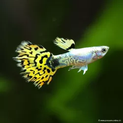 Guppy Mâle Bengal Tiger Yellow - Poecilia Reticulata