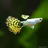 Guppy Mâle Bengal Tiger Yellow - Poecilia Reticulata