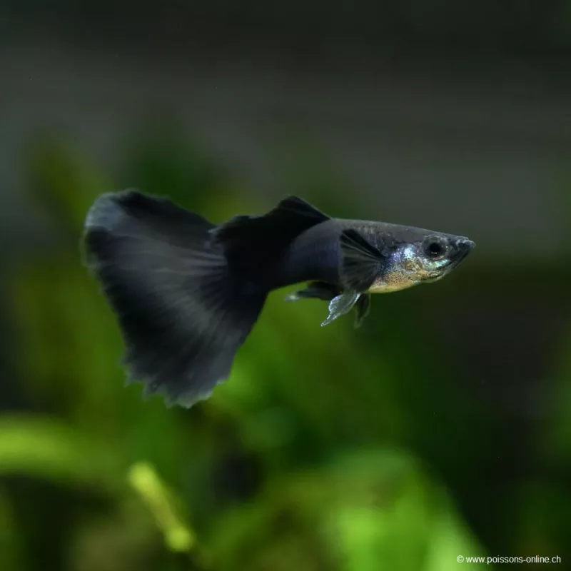 Guppy Mâle Black Moscow - Poecilia Reticulata