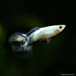 Guppy Mann Blue Butterfly - Poecilia Reticulata