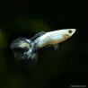 Guppy Mâle Blue Butterfly - Poecilia Reticulata