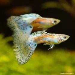 Guppy Masc. Zaffiro Blu - Poecilia Reticulata
