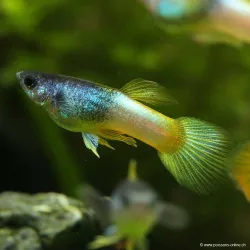 Guppy Mâle Bumblebee - Poecilia Reticulata