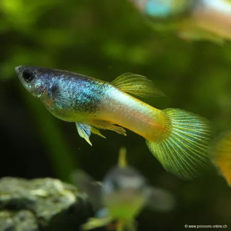 Guppy Mâle Bumblebee - Poecilia Reticulata