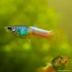 Guppy Mâle Bumblebee - Poecilia Reticulata
