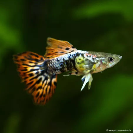 Guppy Mâle Cherry Dragon - Poecilia Reticulata