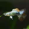 Guppy Mâle Cherry Dragon - Poecilia Reticulata