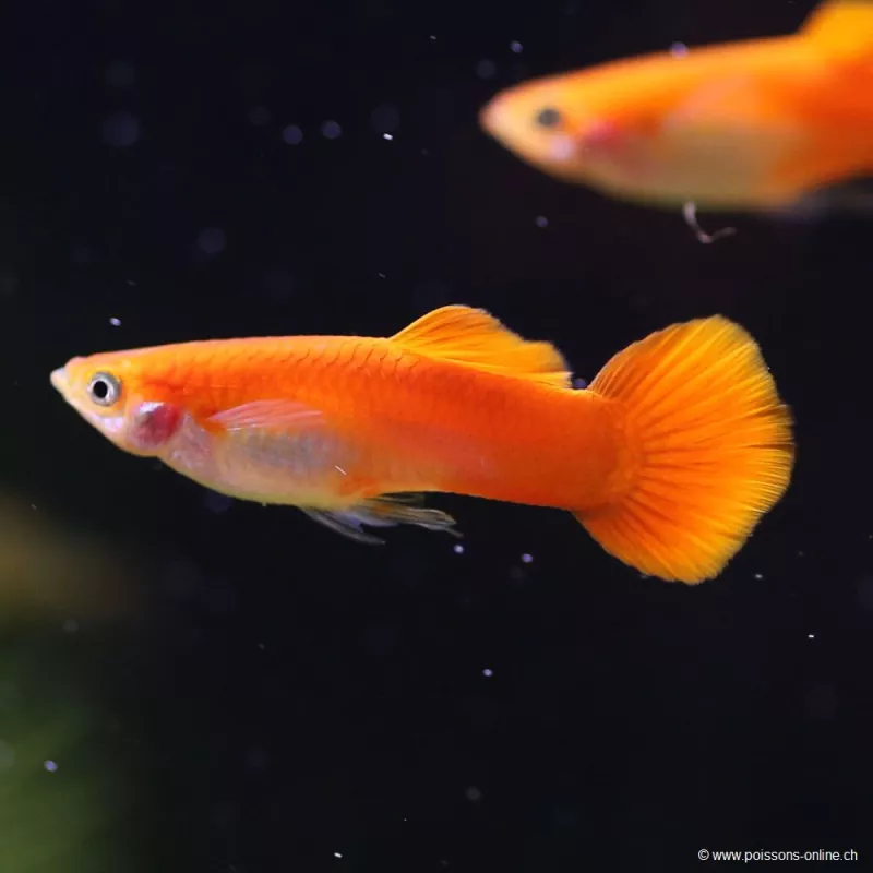 Guppy Mâle Chilli Red - Poecilia Reticulata