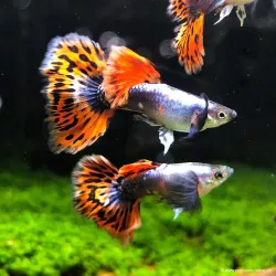 Guppy Masc. Mosaïc Del Corpo Nero Dumbo - Poecilia Reticulata