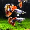 Guppy Masc. Mosaïc Del Corpo Nero Dumbo - Poecilia Reticulata