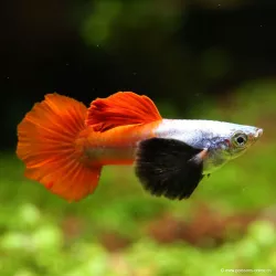 Guppy Mâle Dumbo Platinium Red - Poecilia Reticulata
