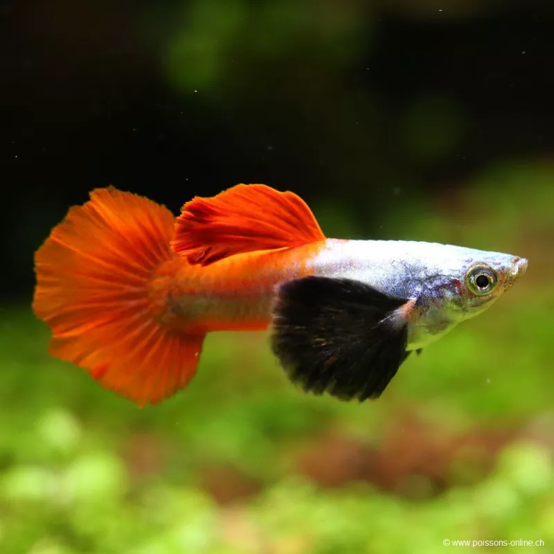 Guppy Mâle Dumbo Platinium Red - Poecilia Reticulata
