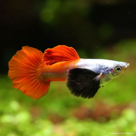 Guppy Mâle Dumbo Platinium Red - Poecilia Reticulata