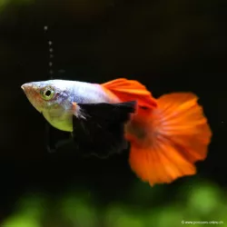 Guppy Mâle Dumbo Platinium Red - Poecilia Reticulata