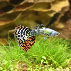 Guppy Mann Dumbo Tiger - Poecilia Reticulata