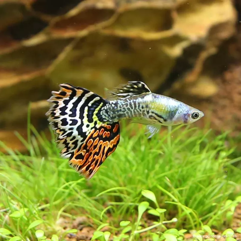 Guppy Mâle Dumbo Tiger - Poecilia Reticulata