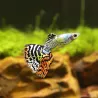 Guppy Mann Dumbo Tiger - Poecilia Reticulata