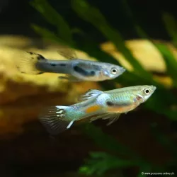 Guppy Mâle Endler Blue - Poecilia Wingei