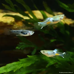 Guppy Mmasc. Endler Blu - Poecilia Wingei