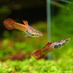 Guppy Mâle Endler Cobra Pink - Poecilia Wingei