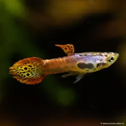 Guppy Masc. Endler Cobra Pink - Poecilia Wingei