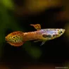 Guppy Endler'S Flashy Cobra Pink - Poecilia Wingei