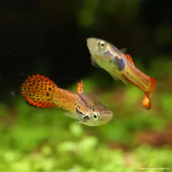 Guppy Mâle Endler Cobra Pink - Poecilia Wingei