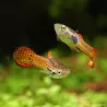 Guppy Mâle Endler Cobra Pink - Poecilia Wingei