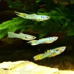 Guppy Endler'S Green Cobra Mann - Poecilia Wingei