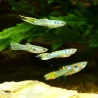 Guppy Mâle Endler Green Cobra - Poecilia Wingei