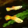 Guppy Mâle Endler Red Cobra - Poecilia Wingei