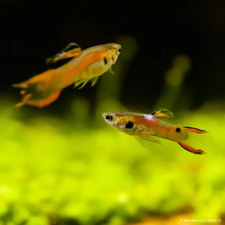 Guppy Mann Endler Rot - Poecilia Wingei