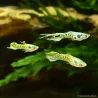 Guppy Mann Endler Tiger - Poecilia Wingei