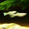 Guppy Mâle Endler Yellow Cobra - Poecilia Wingei