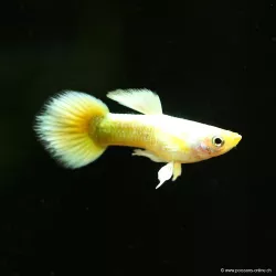 Guppy Mann Full Gold - Poecilia Reticulata