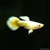 Guppy Mann Full Gold - Poecilia Reticulata