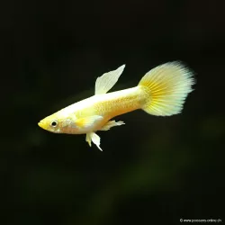 Guppy Mâle Full Gold - Poecilia Reticulata