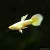 Guppy Mâle Full Gold - Poecilia Reticulata