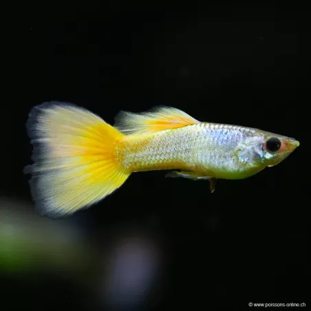 Guppy Mann German Yellow - Poecilia Reticulata