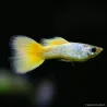 Guppy Mâle German Yellow - Poecilia Reticulata
