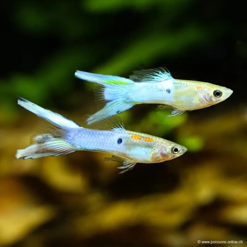 Guppy Mann Golden Blue Lyert - Poecilia Reticulata