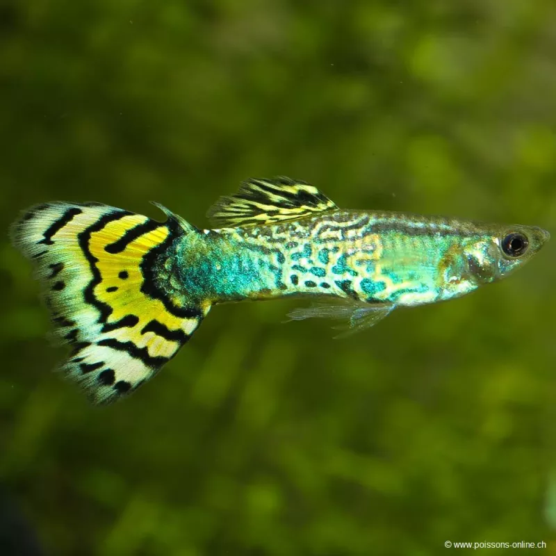 Guppy Masc. Cobra Verde - Poecilia Reticulata