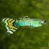 Guppy Masc. Cobra Verde - Poecilia Reticulata