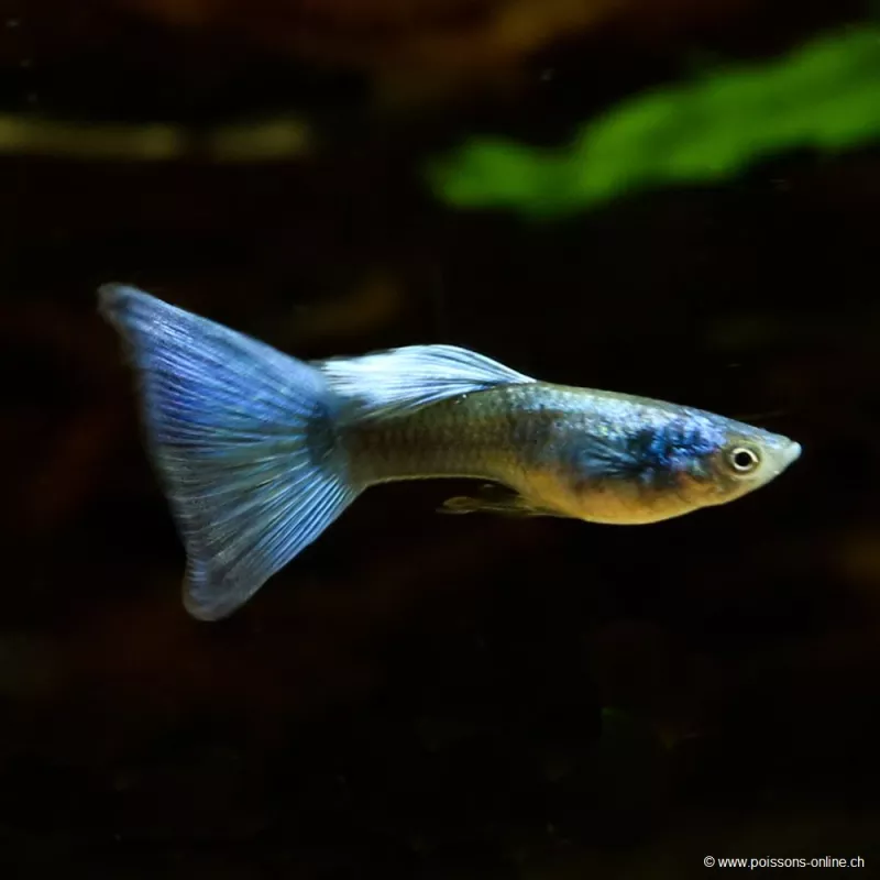 Guppy Mann Green Moscow - Poecilia Reticulata