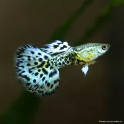 Guppy Masc. Ivory Purple - Poecilia Reticulata