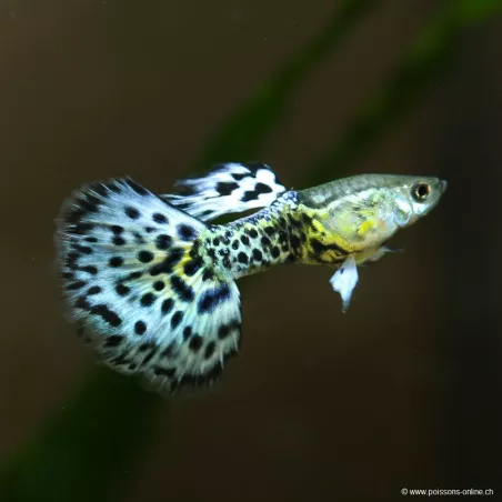 Guppy Mann Ivory Purple - Poecilia Reticulata