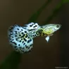 Guppy Mâle Ivory Purple - Poecilia Reticulata