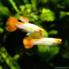 Guppy Manchen Koi - Poecilia Reticulata