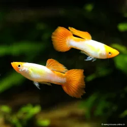 Guppy Manchen Koi - Poecilia Reticulata